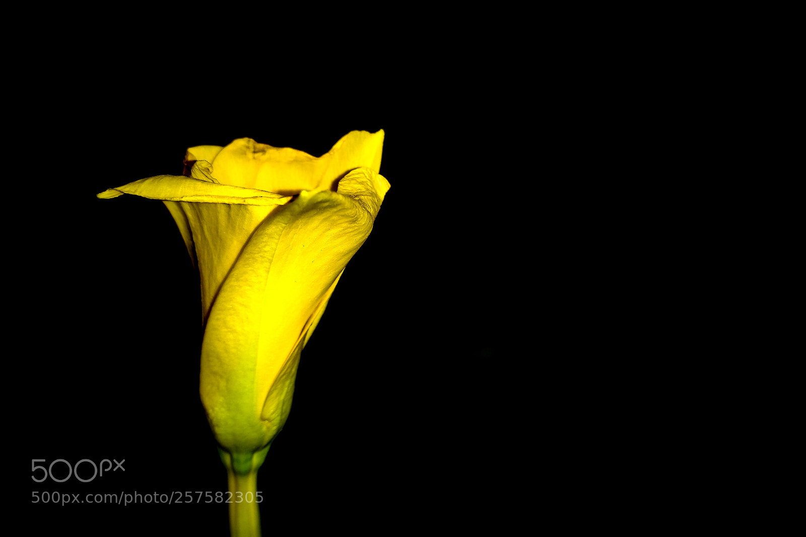 Motorola Moto G (4) sample photo. Flower yellow photography