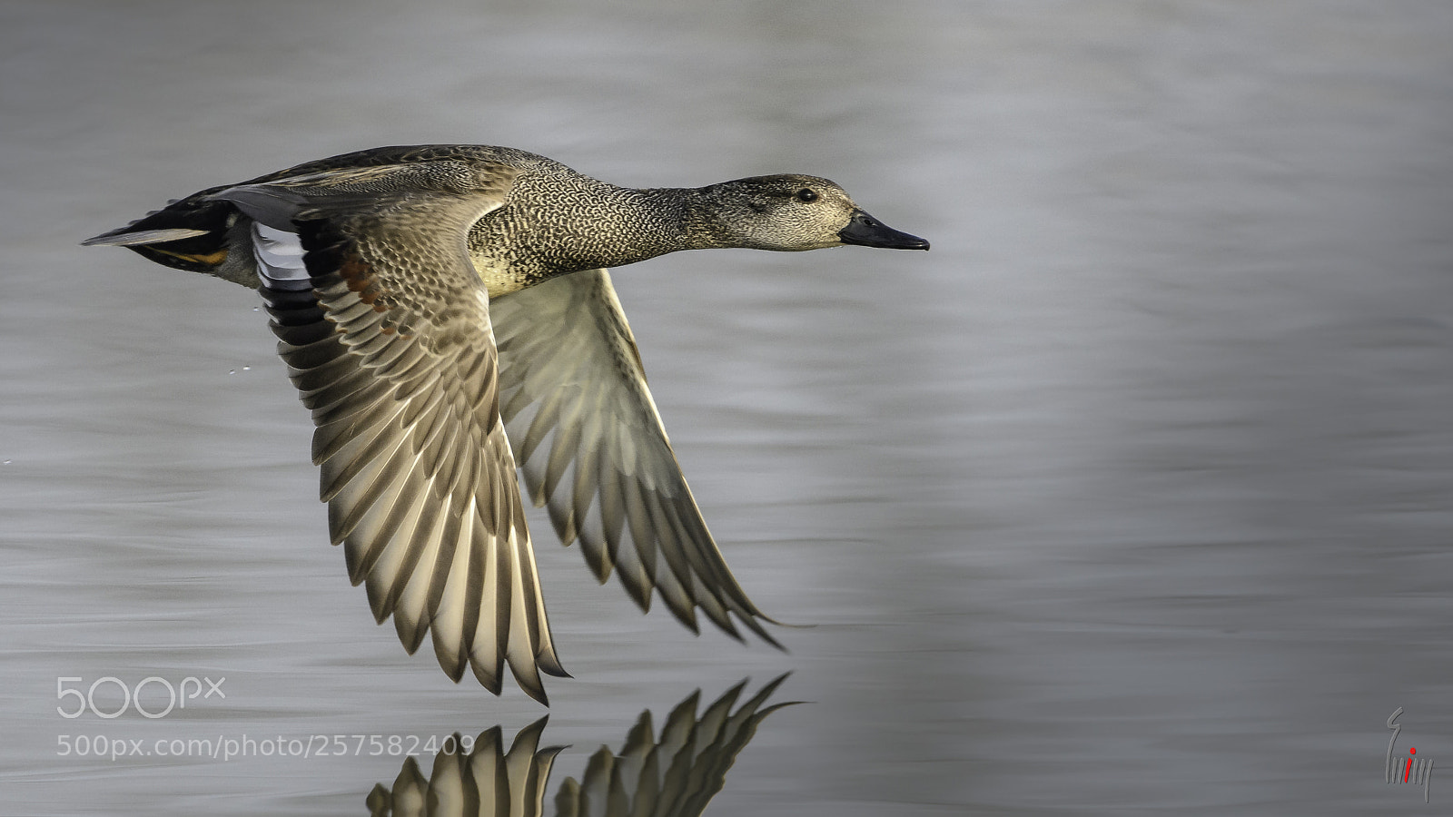 Nikon D500 sample photo. Gadwall in flight photography