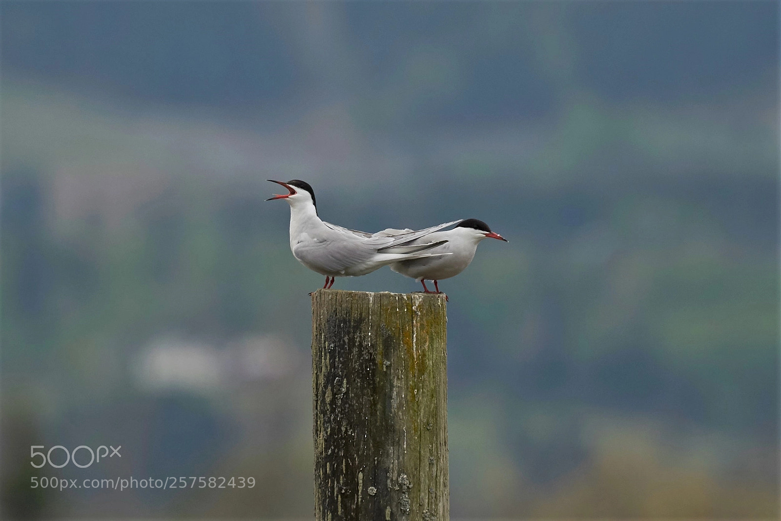 Sony a7 II sample photo. Common tern photography