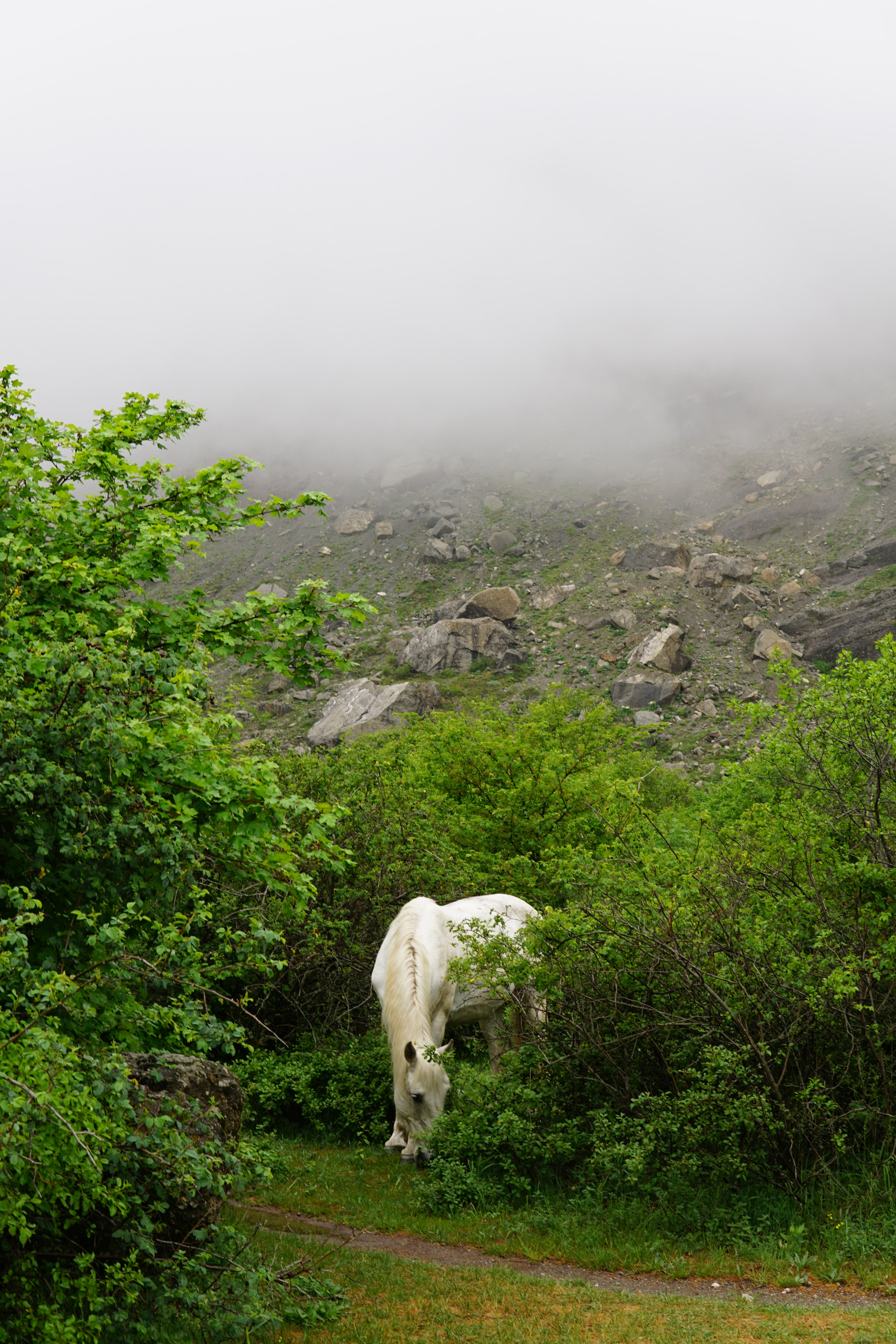 Sony a6000 + Sigma 30mm F1.4 DC DN | C sample photo. White horse from the fog photography