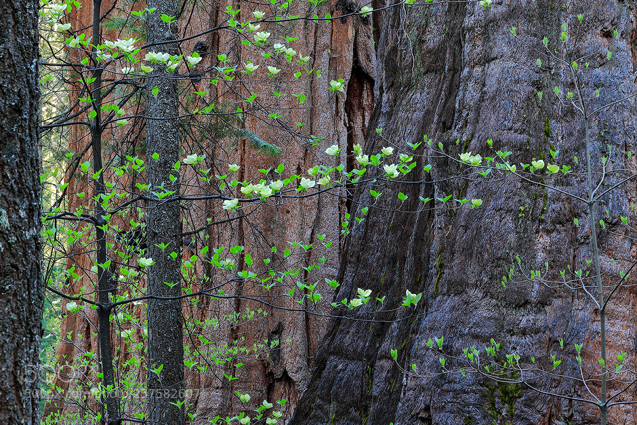 Canon EOS 7D Mark II sample photo. Mountain dogwood photography