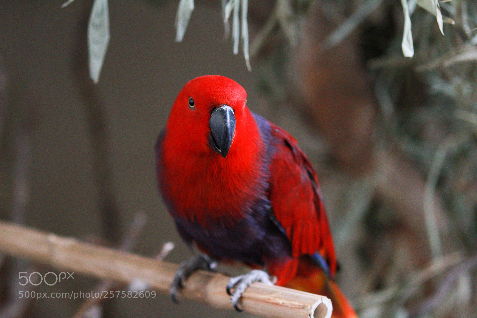 Canon EOS 7D sample photo. Lady in red photography