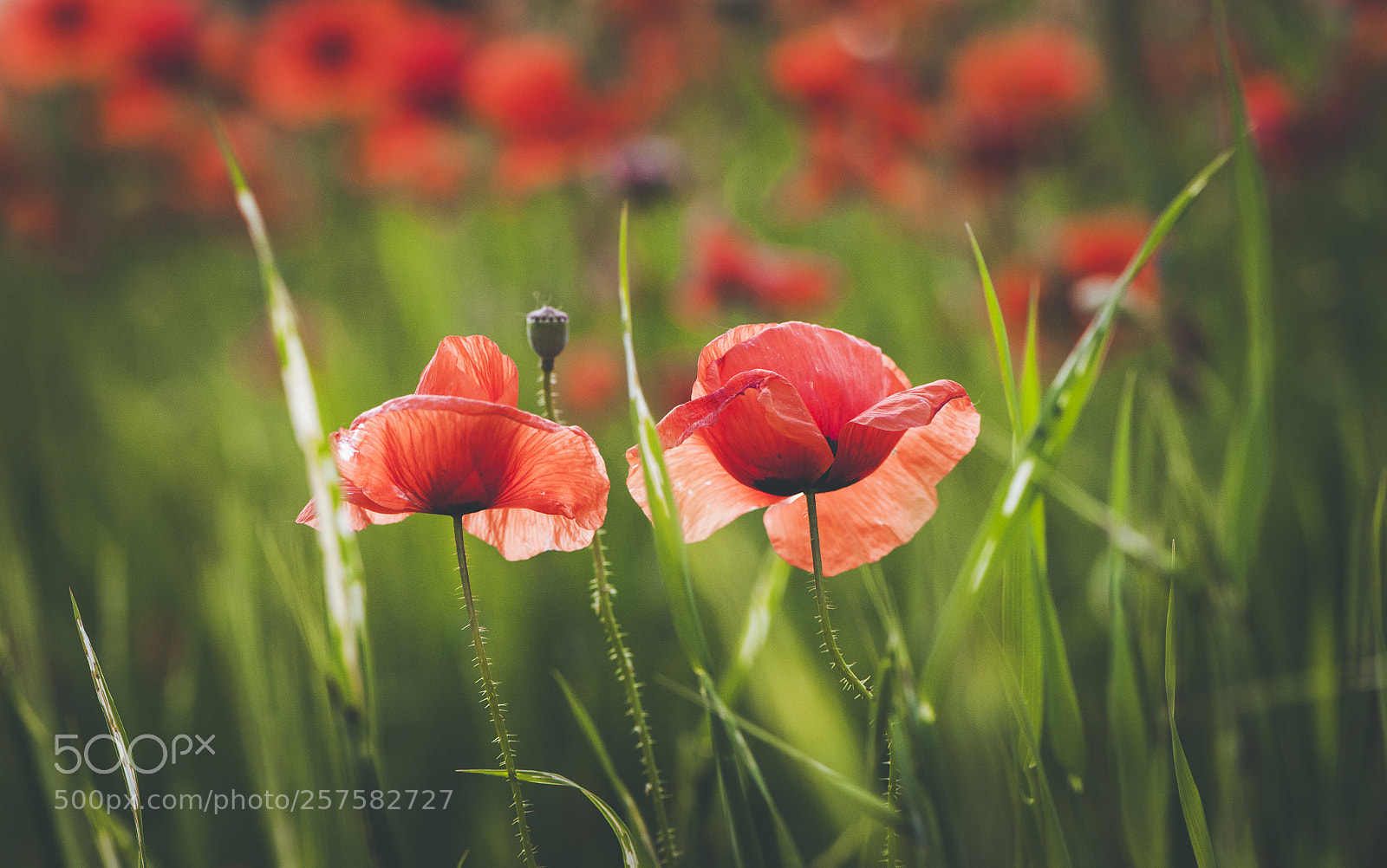 Nikon D700 sample photo. Spring poppies blooming field photography