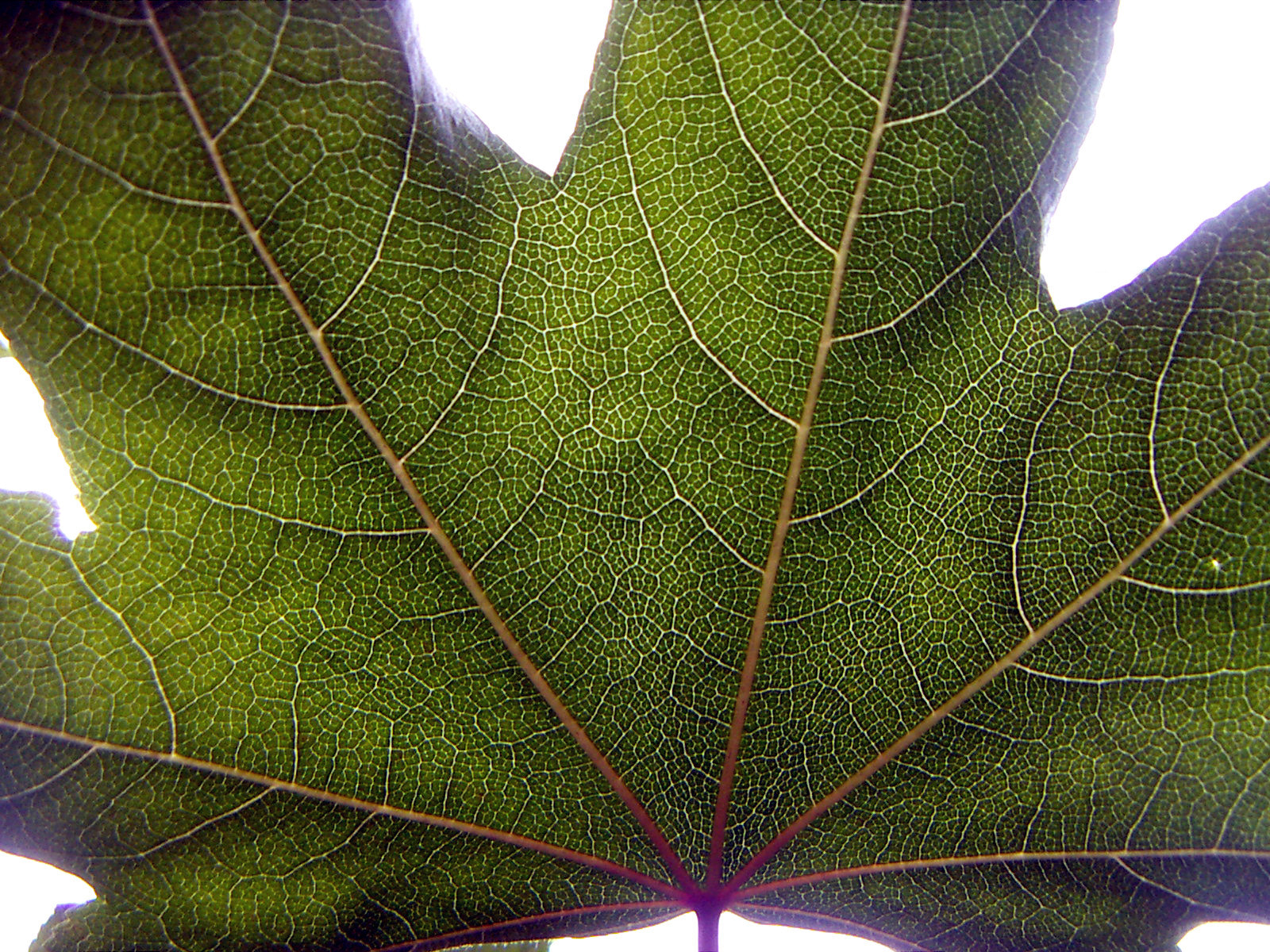 KONICA MINOLTA DiMAGE X21 sample photo. Tree leaf photography