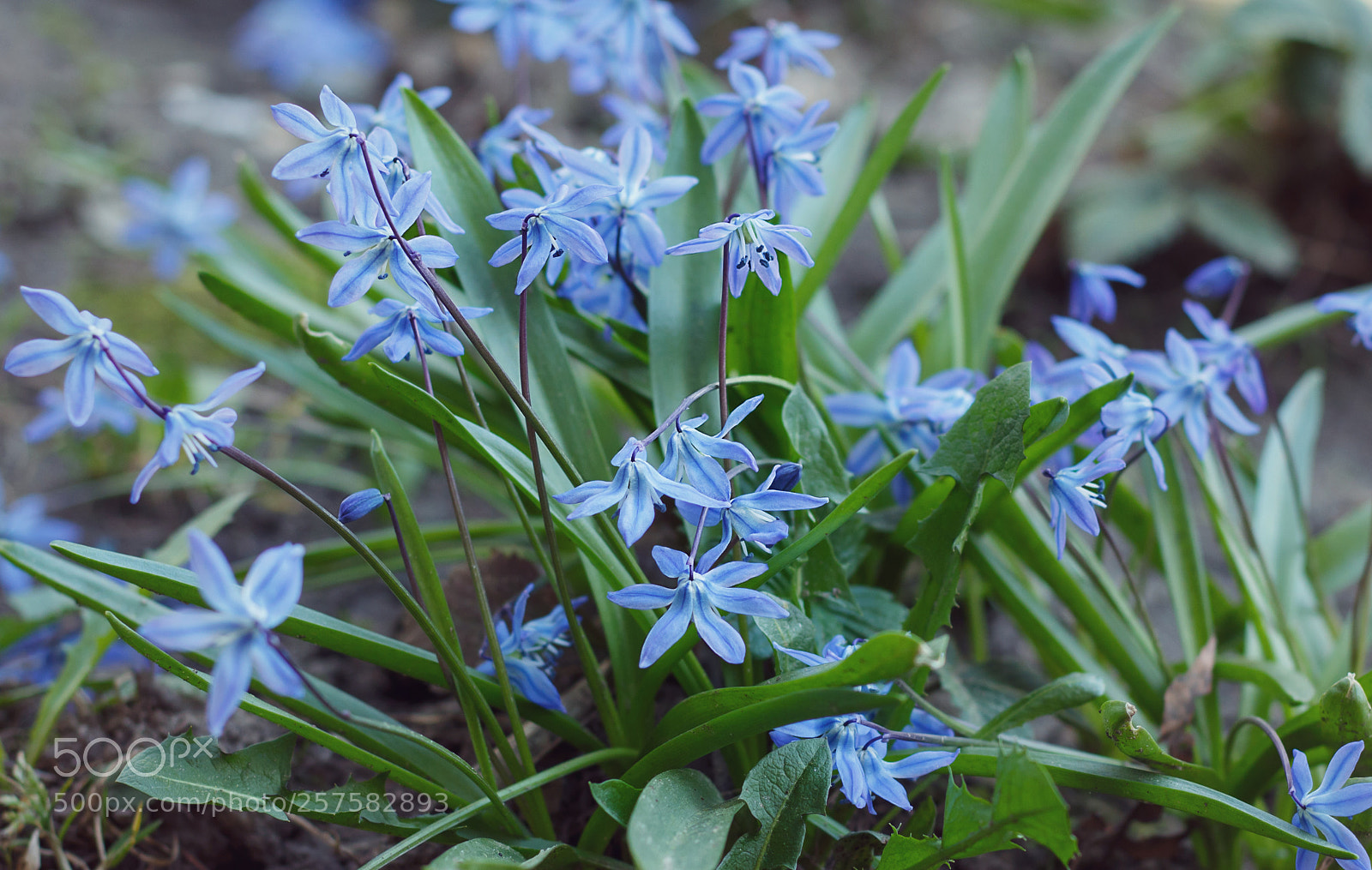 Canon EOS 700D (EOS Rebel T5i / EOS Kiss X7i) sample photo. Scilla photography