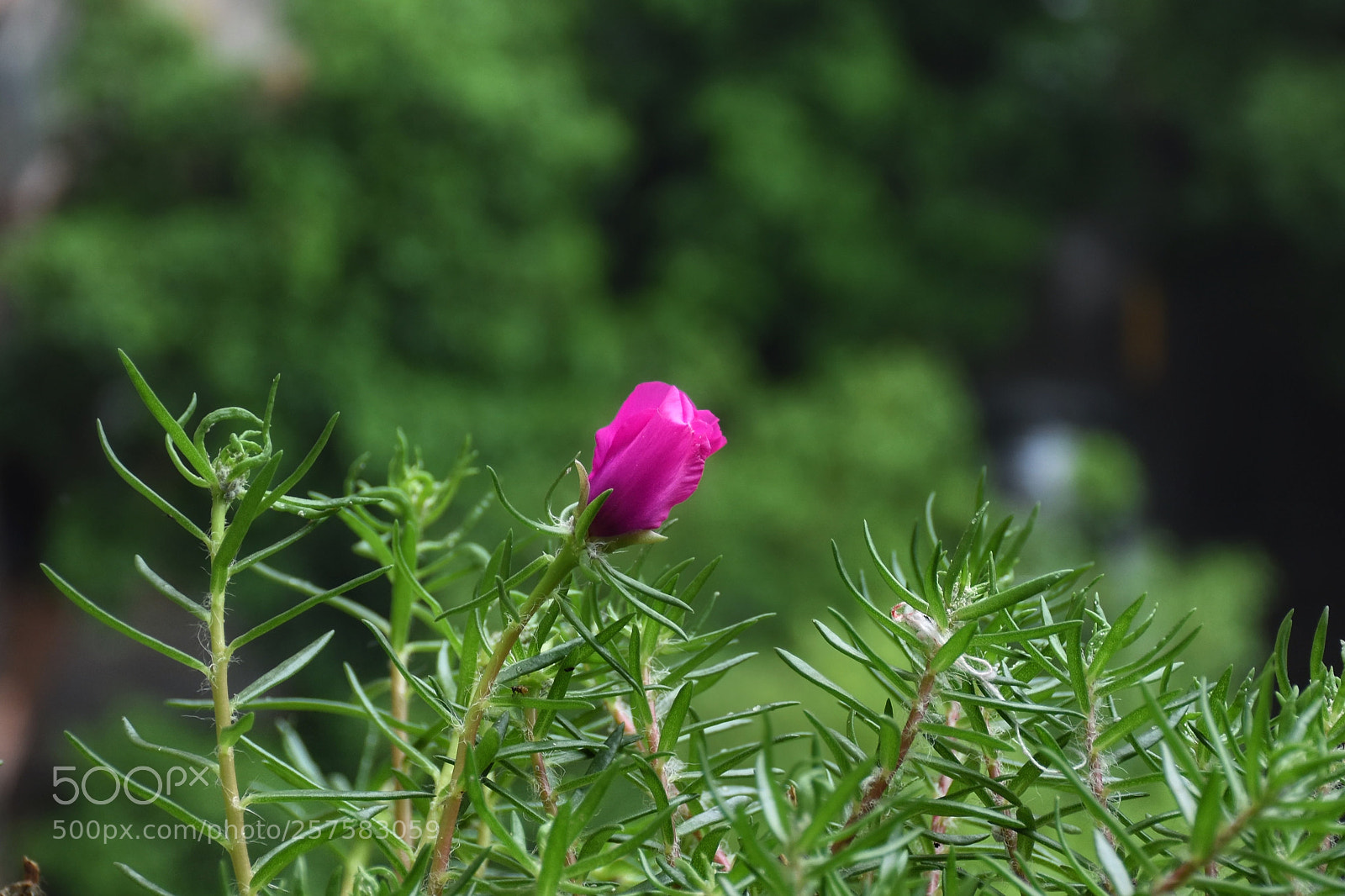 Nikon D7200 sample photo. Untitled photography