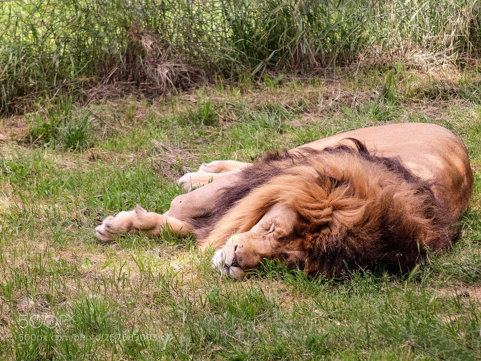 Fujifilm X-T1 sample photo. Afternoon nap photography