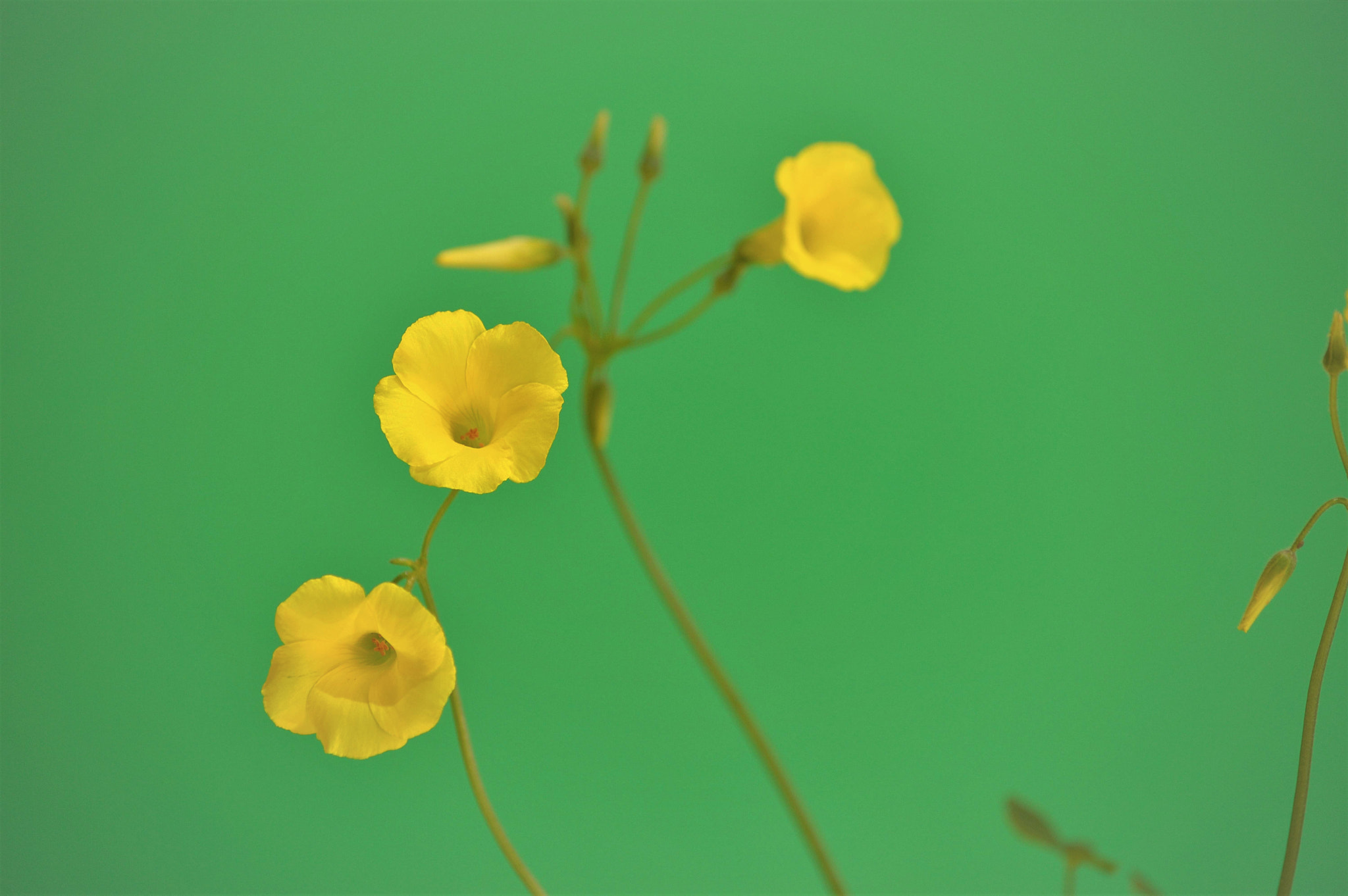 Nikon D3200 sample photo. Wildflowers photography