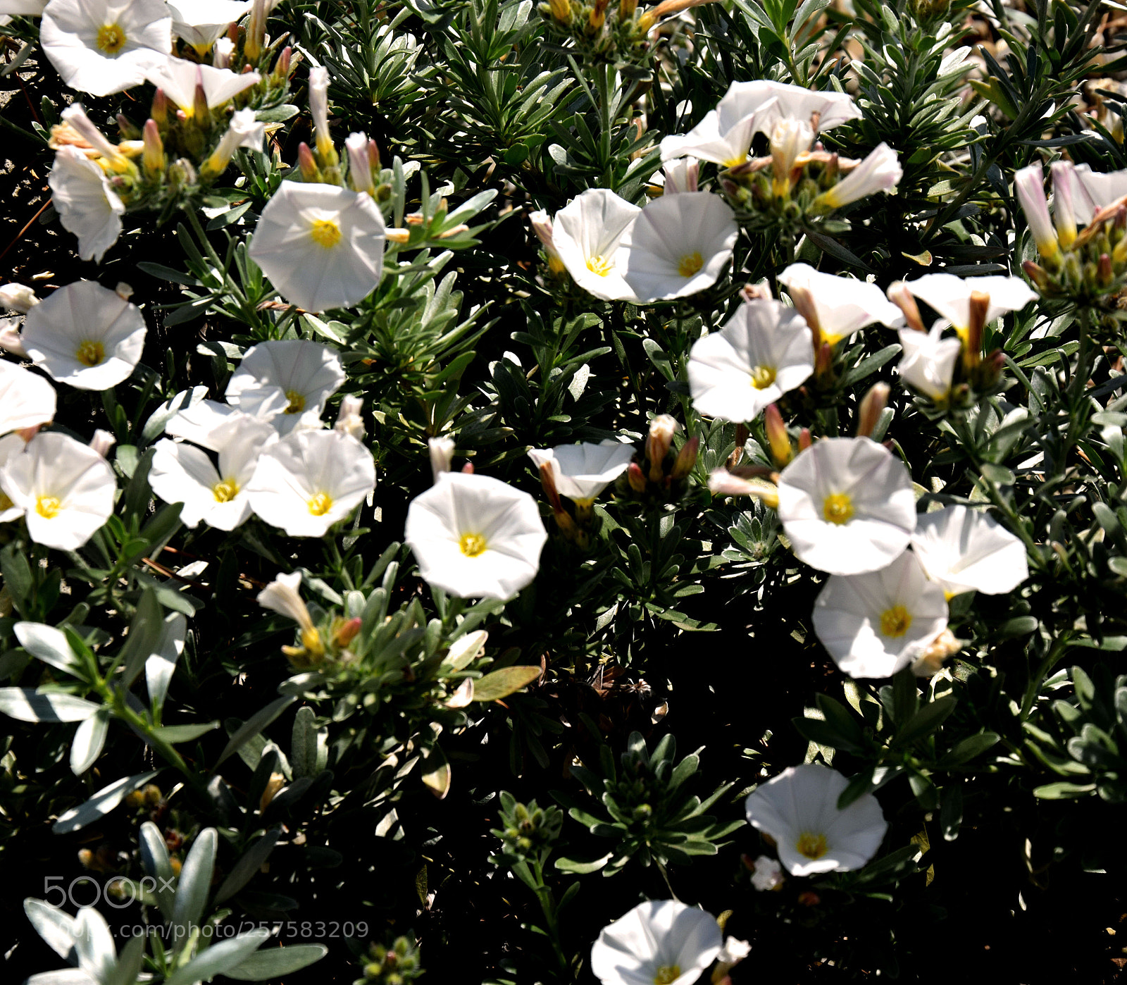 Nikon D3300 sample photo. Dsc photography