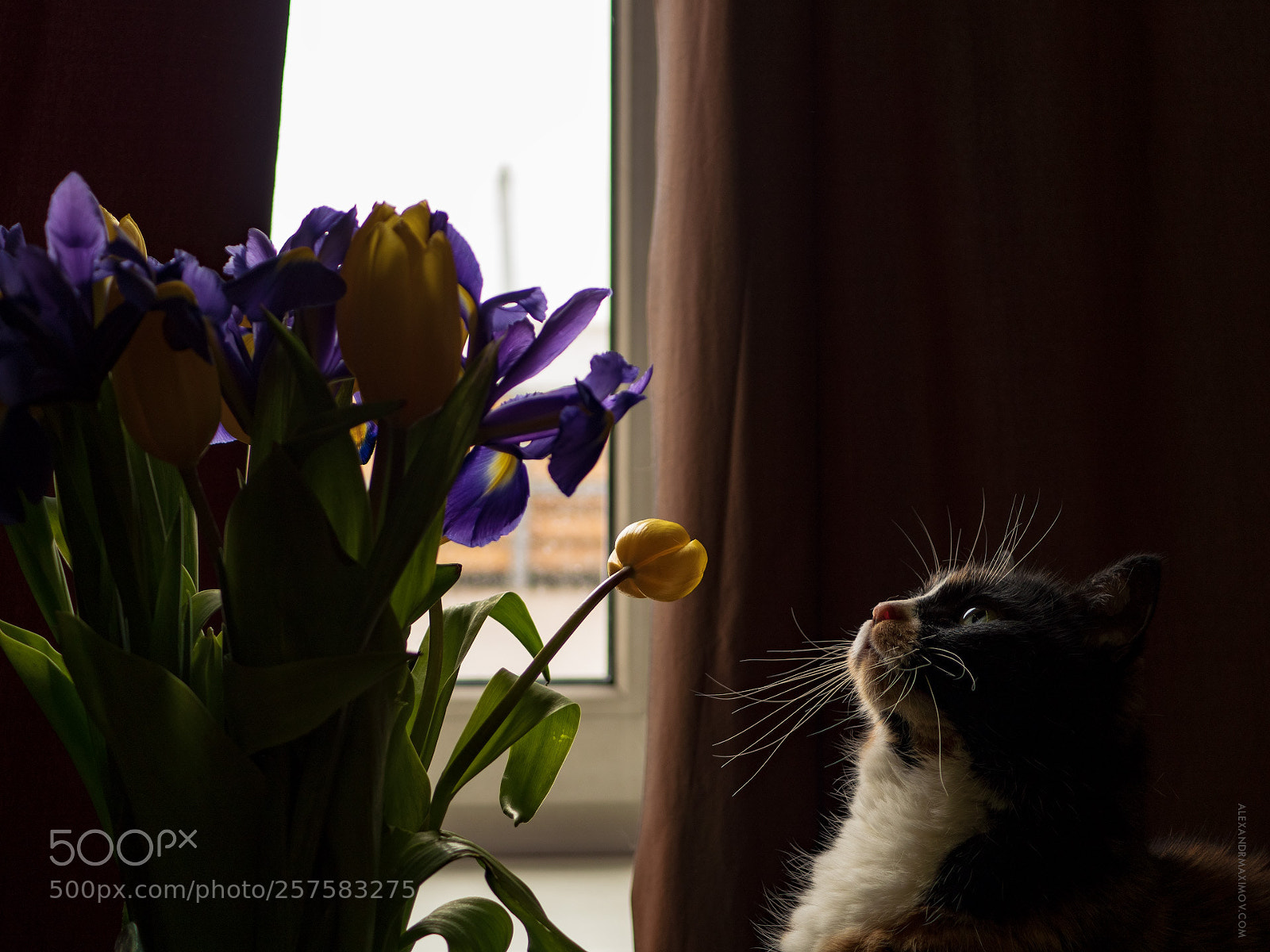 Olympus PEN-F sample photo. Cat and flowers photography