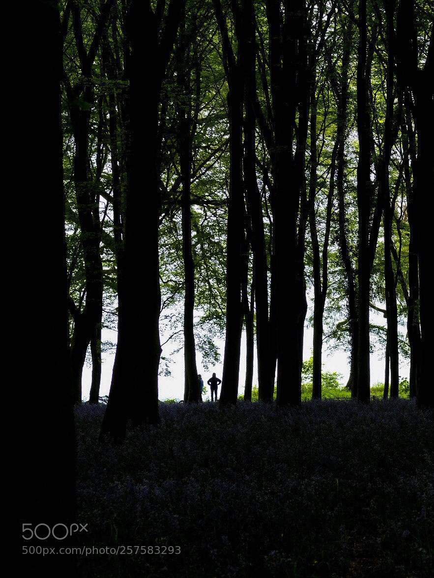 Fujifilm X-T20 sample photo. Amongst the trees  photography