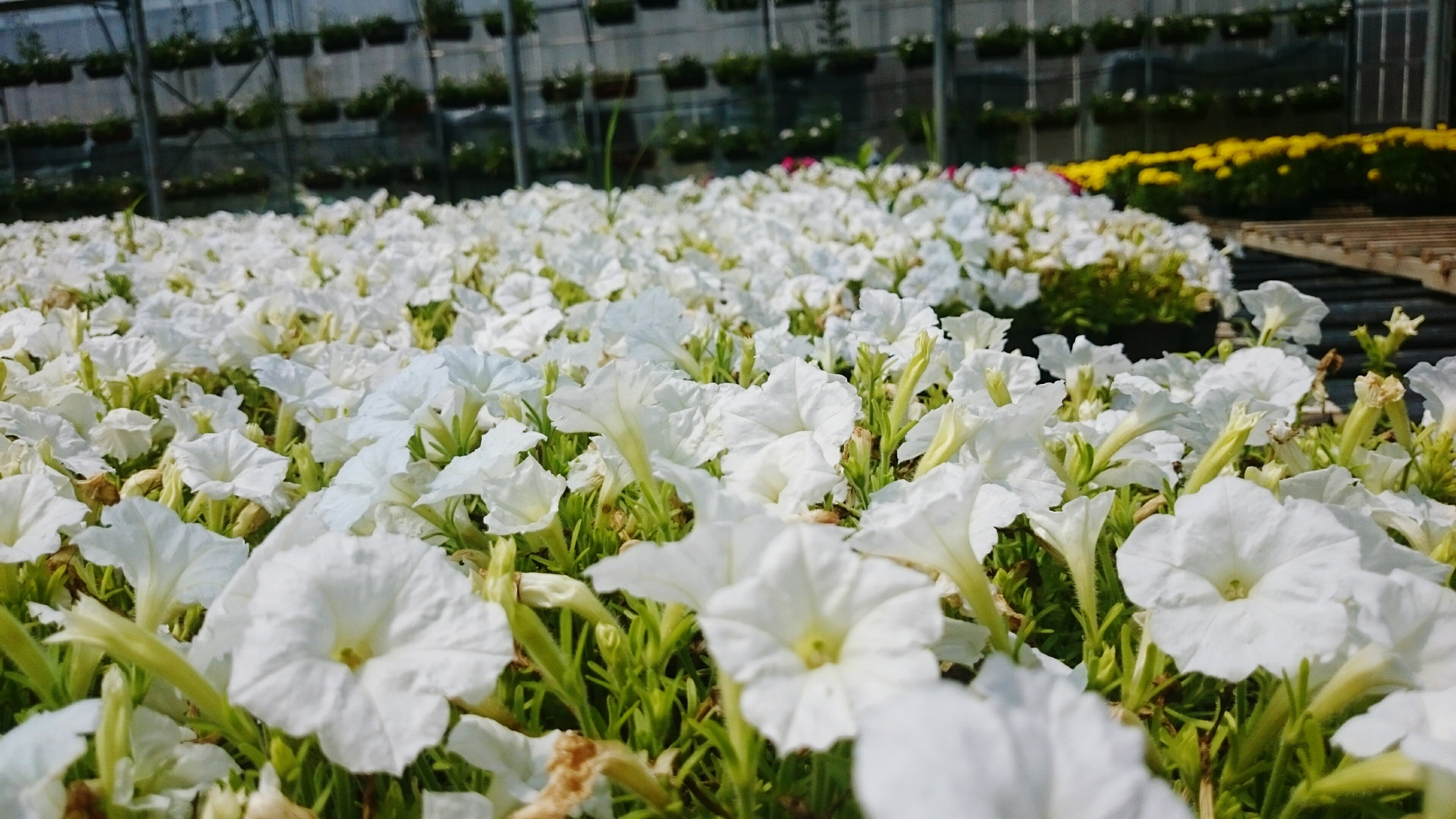 Sony Xperia Z2 sample photo. Flower symphony photography