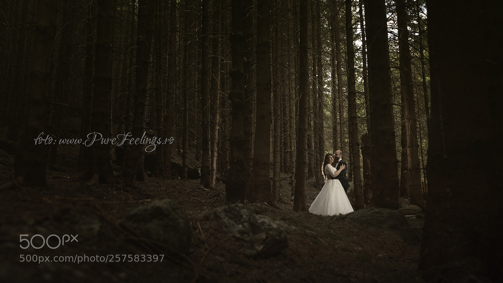 Nikon D750 sample photo. Forest photography