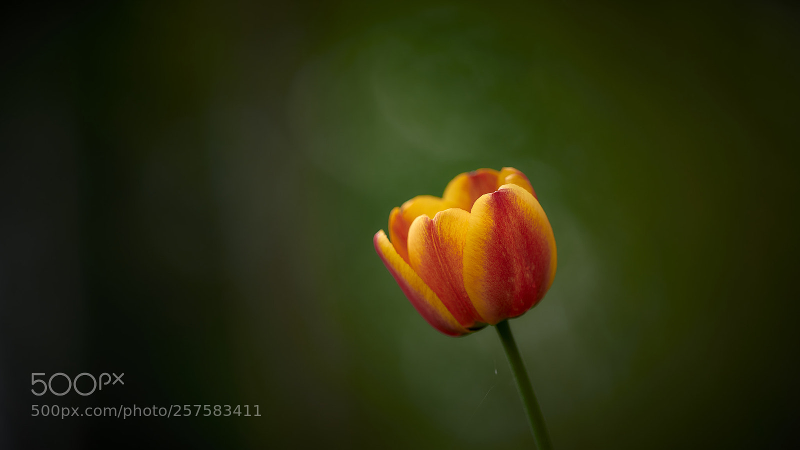 Nikon D850 sample photo. Lonely tulip photography