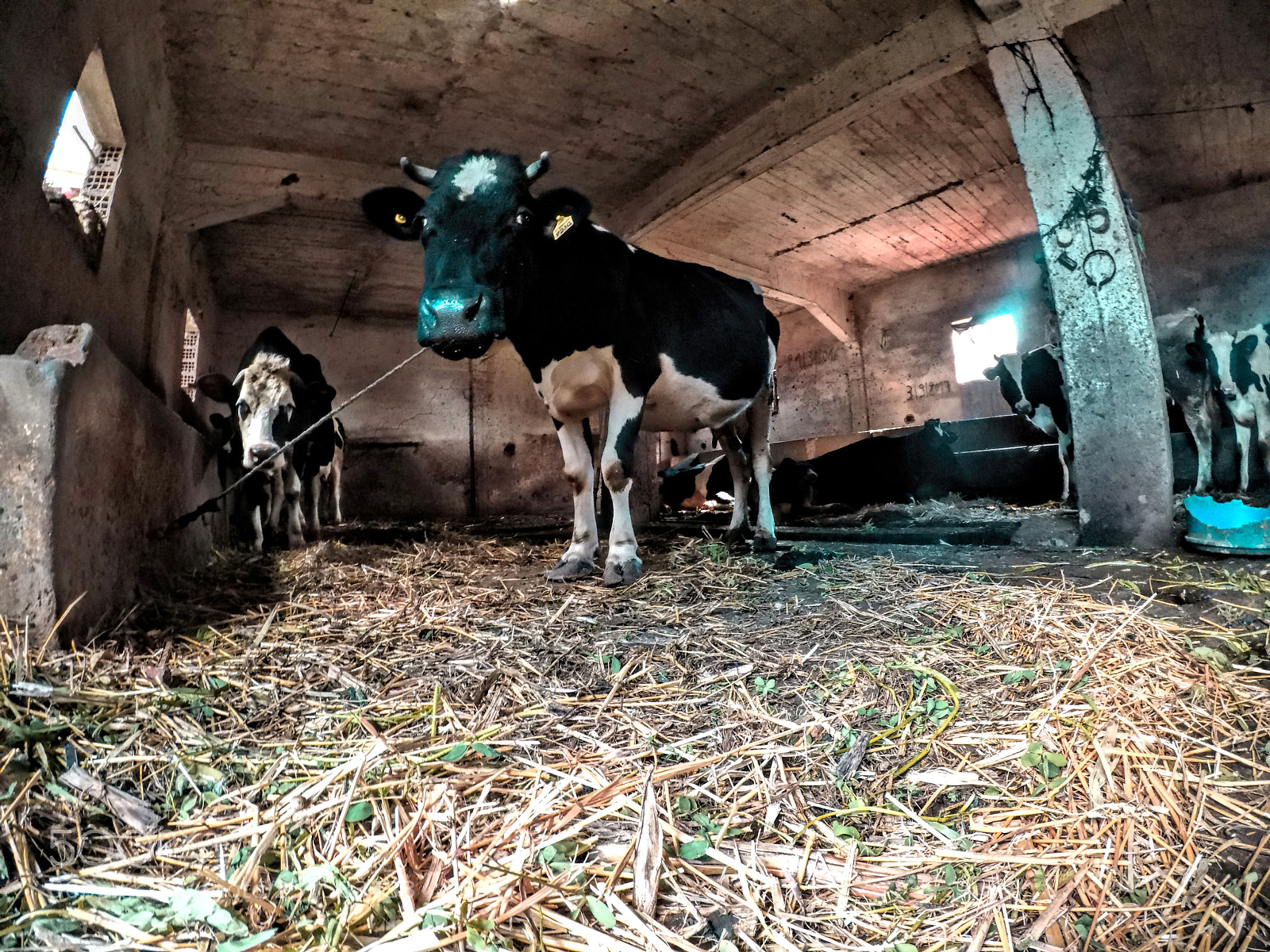 GoPro Hero5 Black sample photo. Life with animals photography