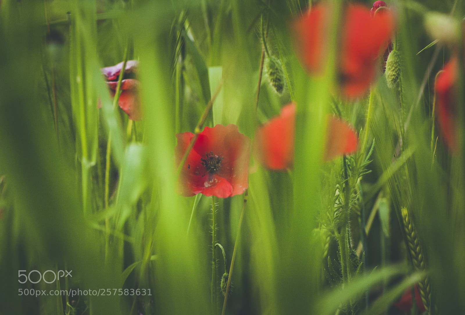 Nikon D700 sample photo. Spring poppies blooming field photography