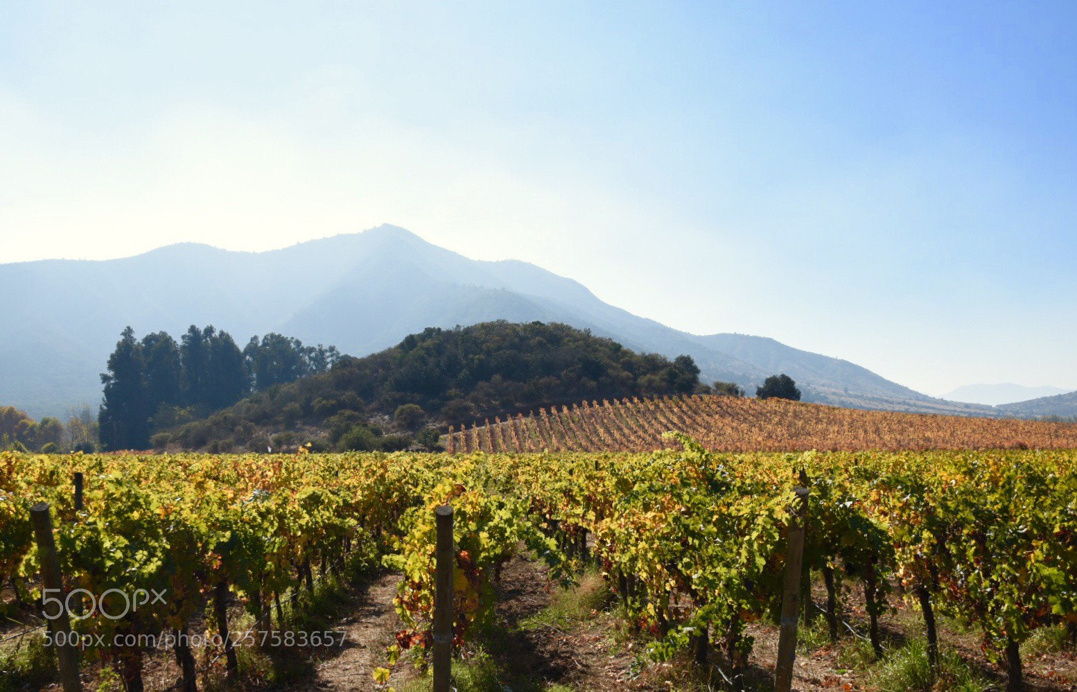 Nikon D5500 sample photo. Viñedos en pichidegua. photography
