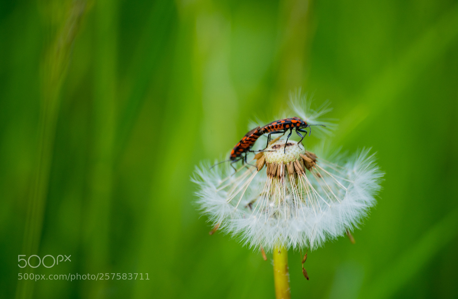 Nikon D750 sample photo. Stay with me photography