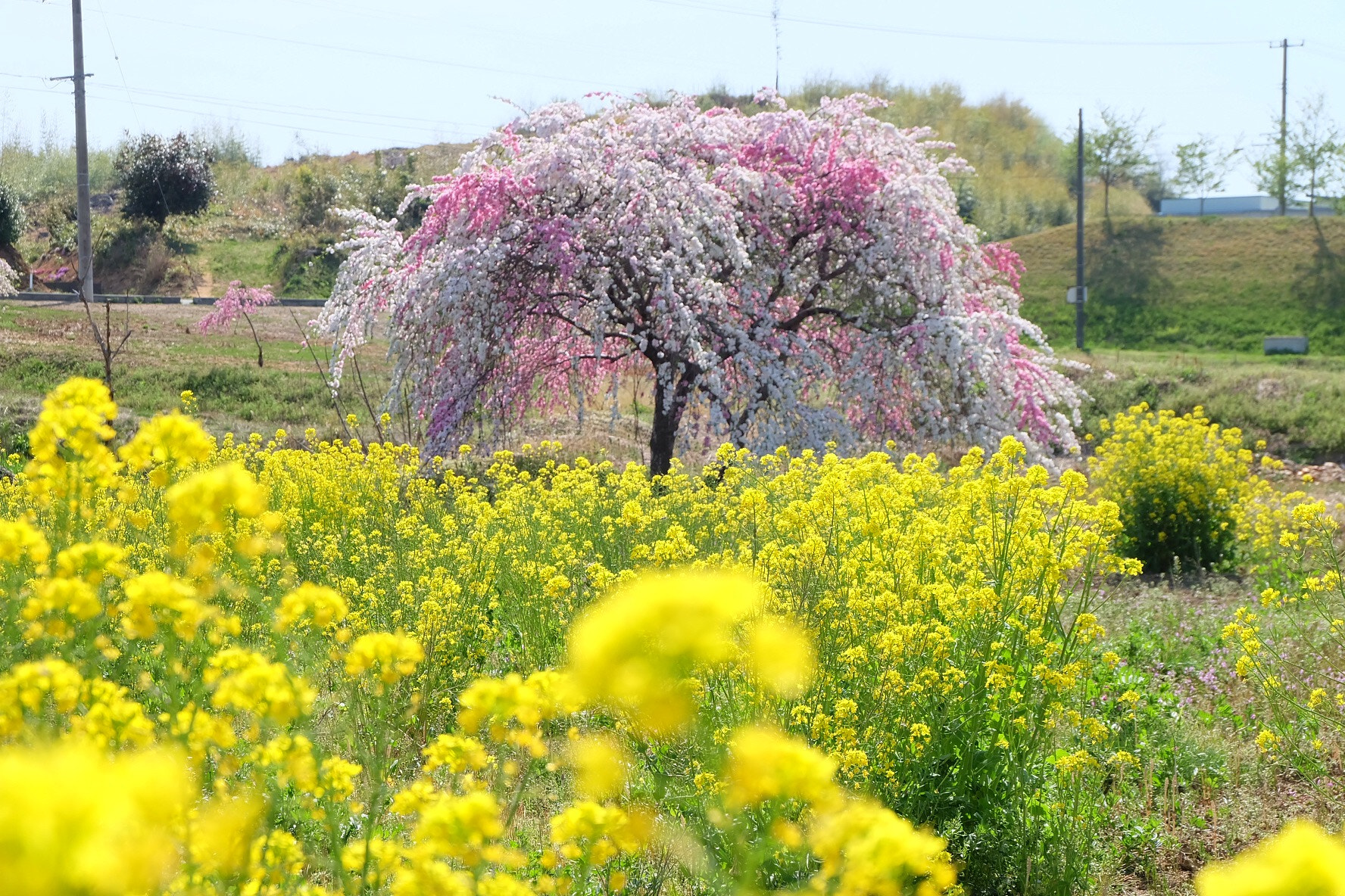 Fujifilm X-A1 sample photo
