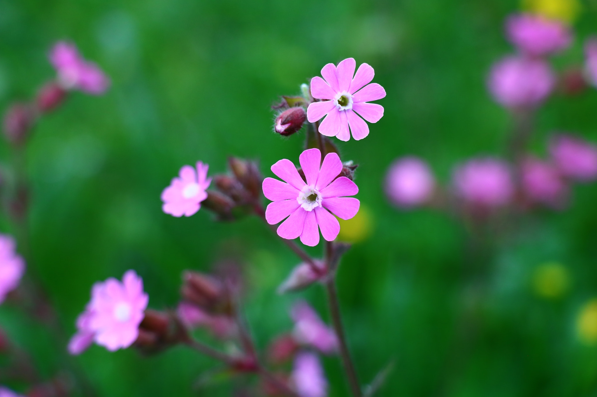 Canon EOS 750D (EOS Rebel T6i / EOS Kiss X8i) sample photo