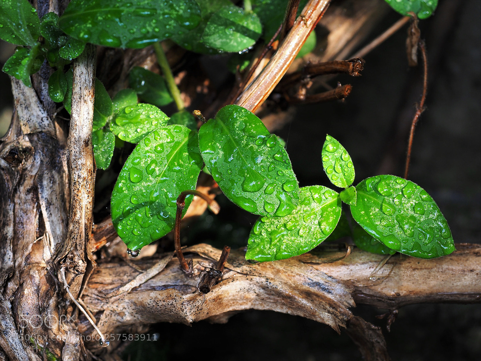 Olympus OM-D E-M1 Mark II sample photo. Drops in light photography