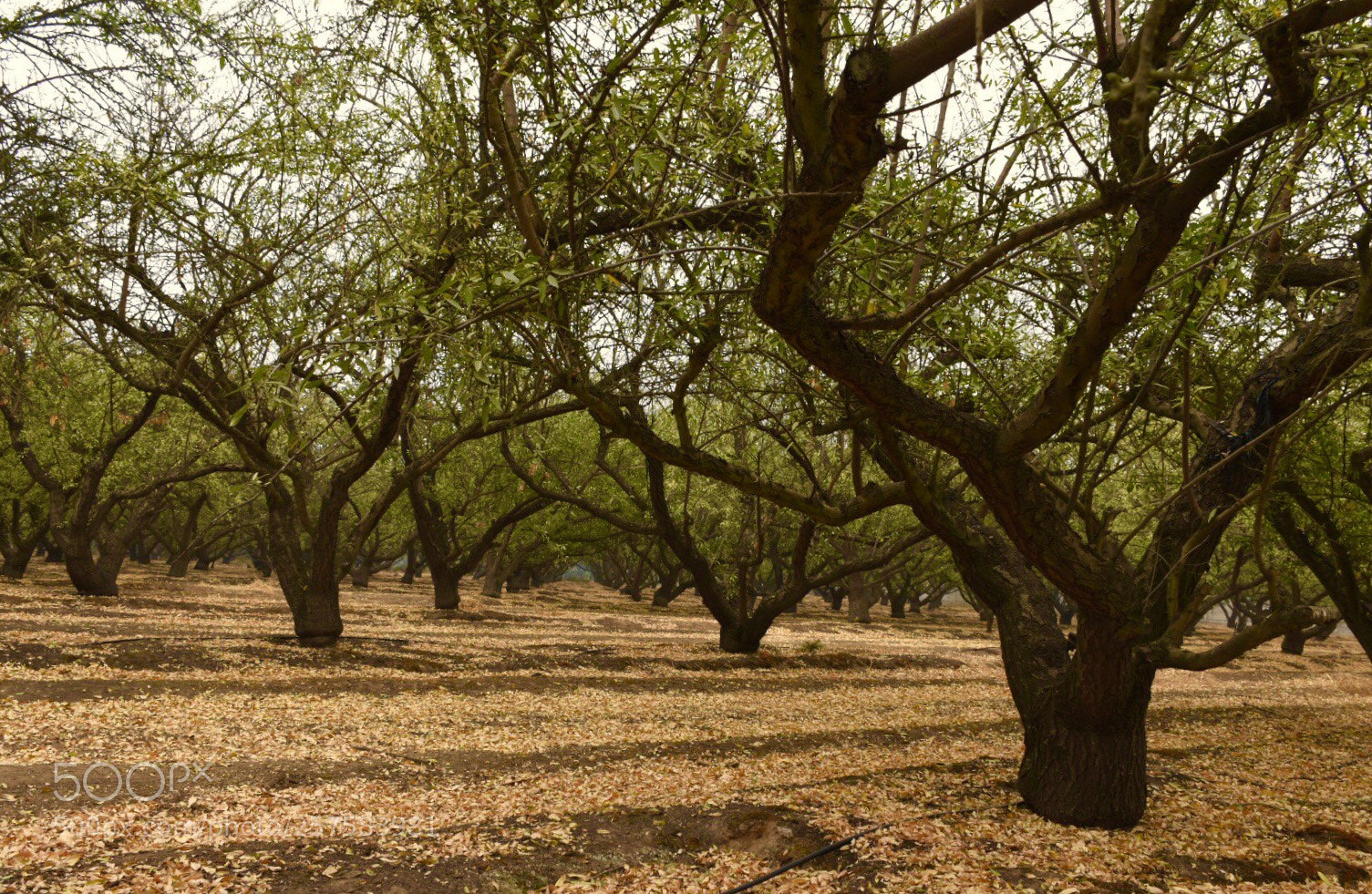 Nikon D5500 sample photo. Bajo los olivos. photography
