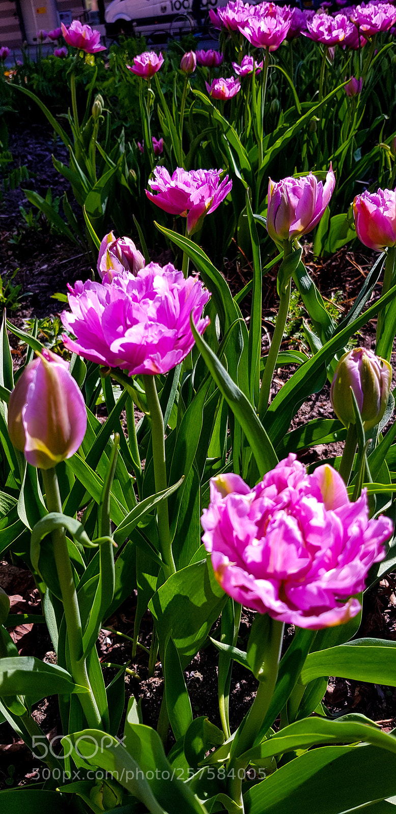 Samsung Galaxy S8 sample photo. Pink flowers in the photography