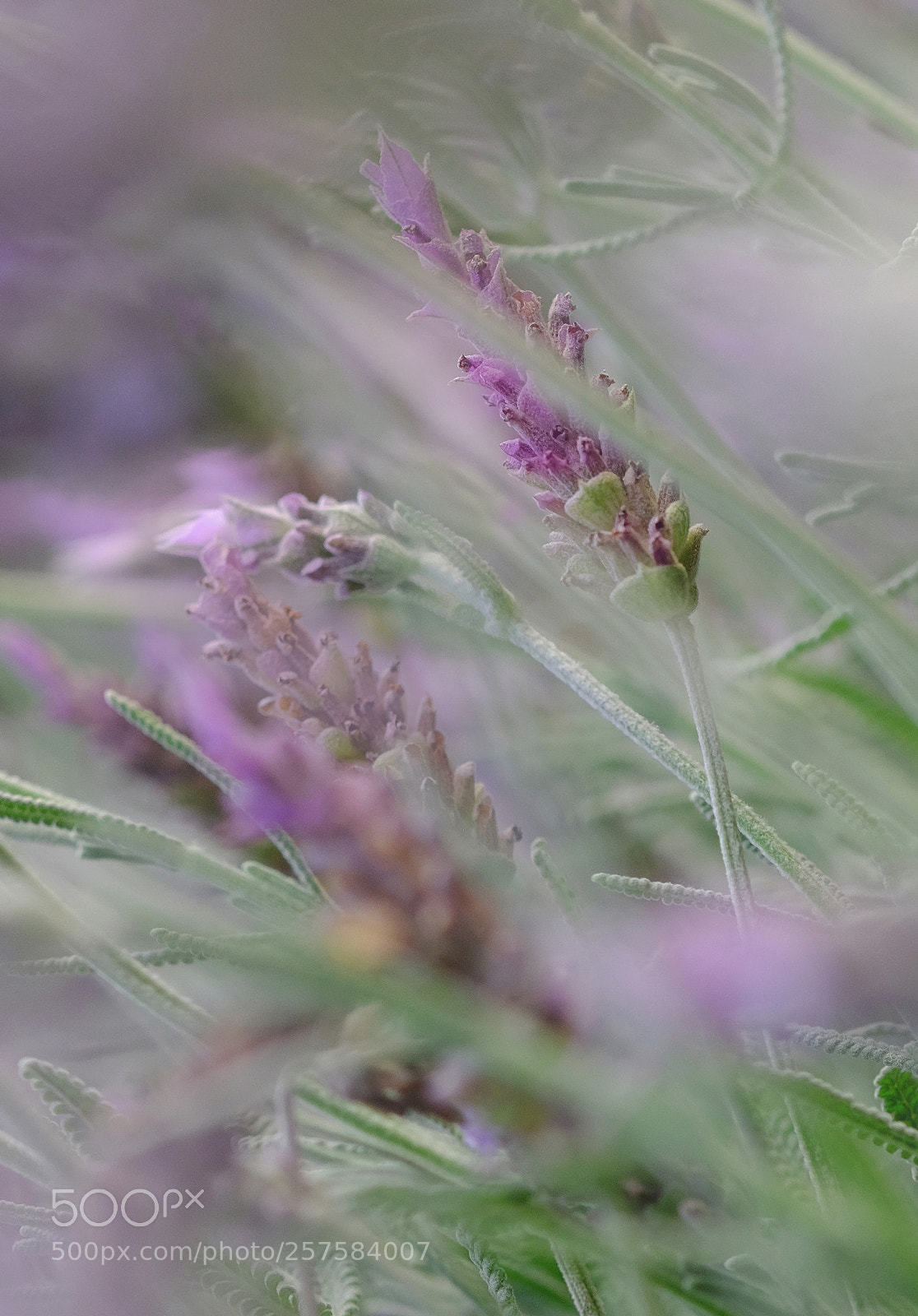Fujifilm X-T1 sample photo. Spring photography