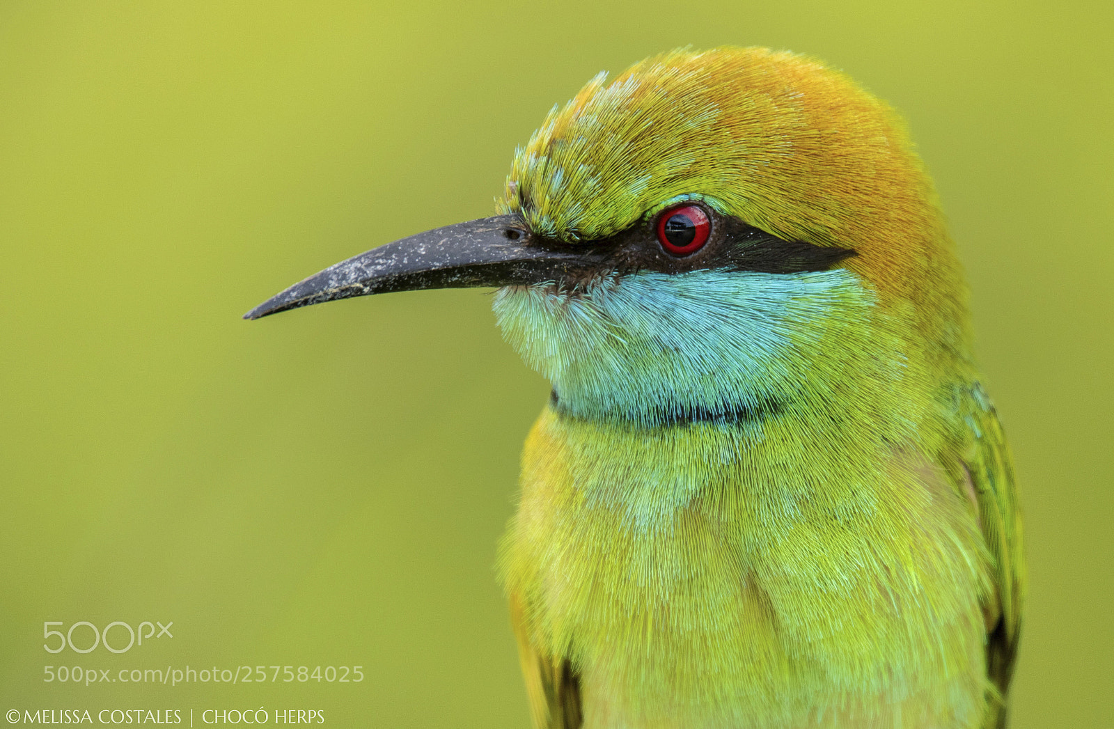 Canon EOS 7D Mark II sample photo. Green bee-eater photography