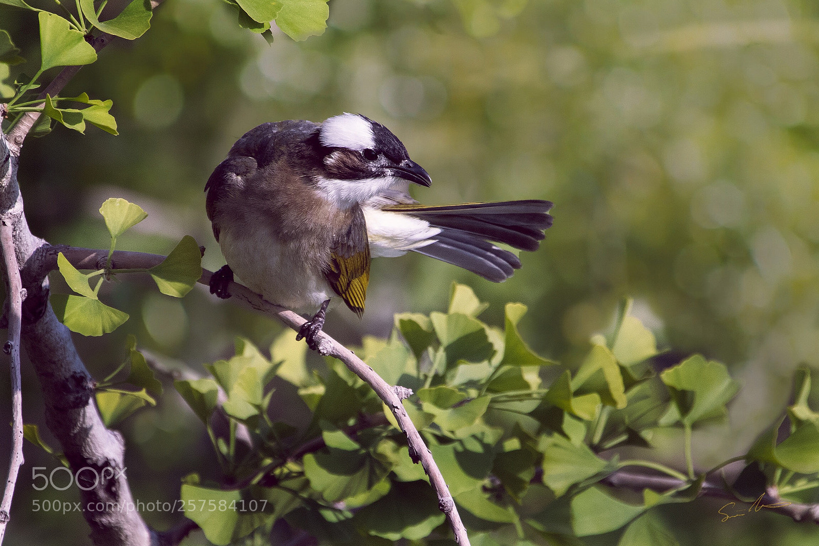 Canon EOS 7D Mark II sample photo. Light vented bulbul in photography