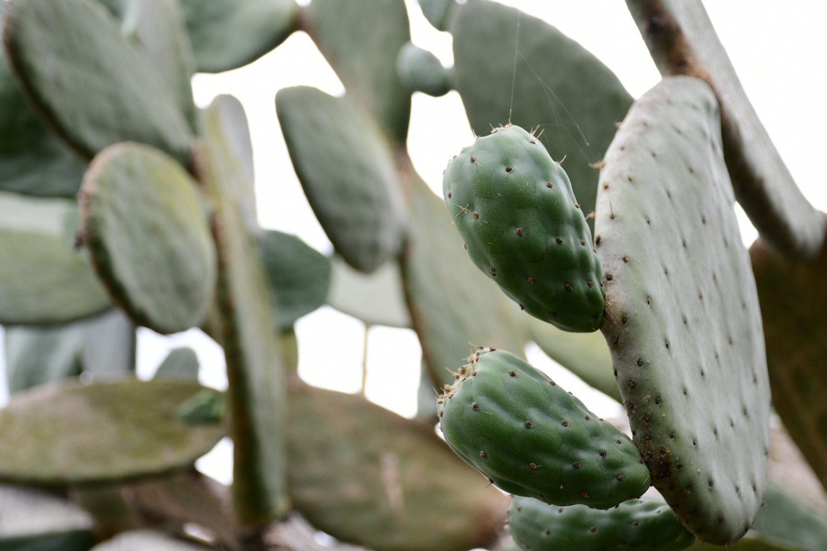 Nikon D7500 sample photo. Nopal photography