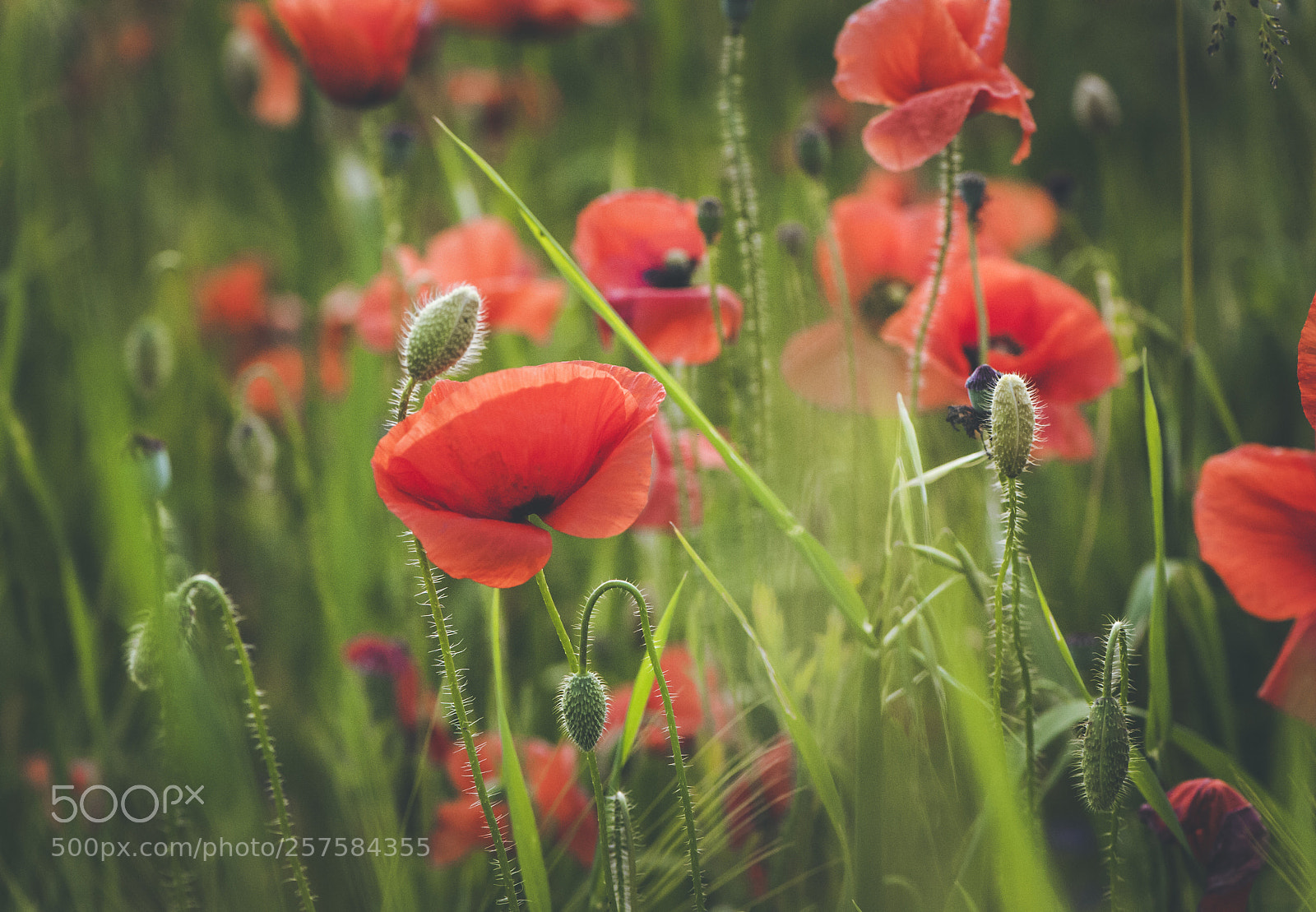 Nikon D700 sample photo. Spring poppies blooming field photography