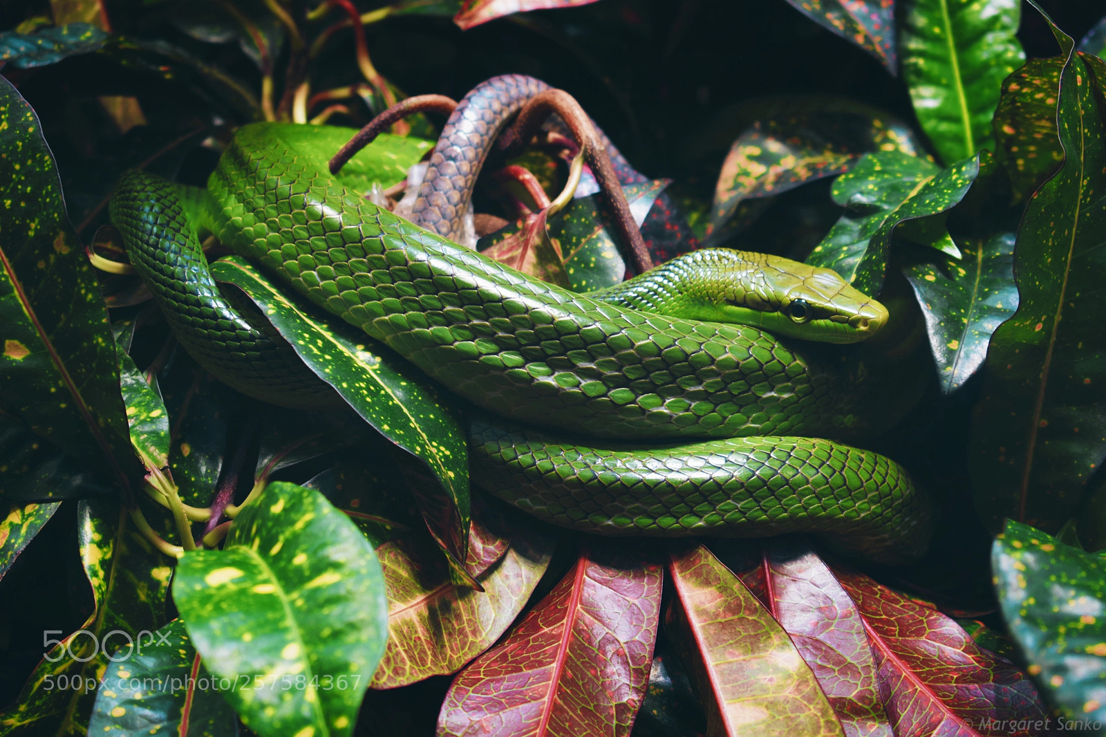 Nikon D3300 sample photo. Snake. photography