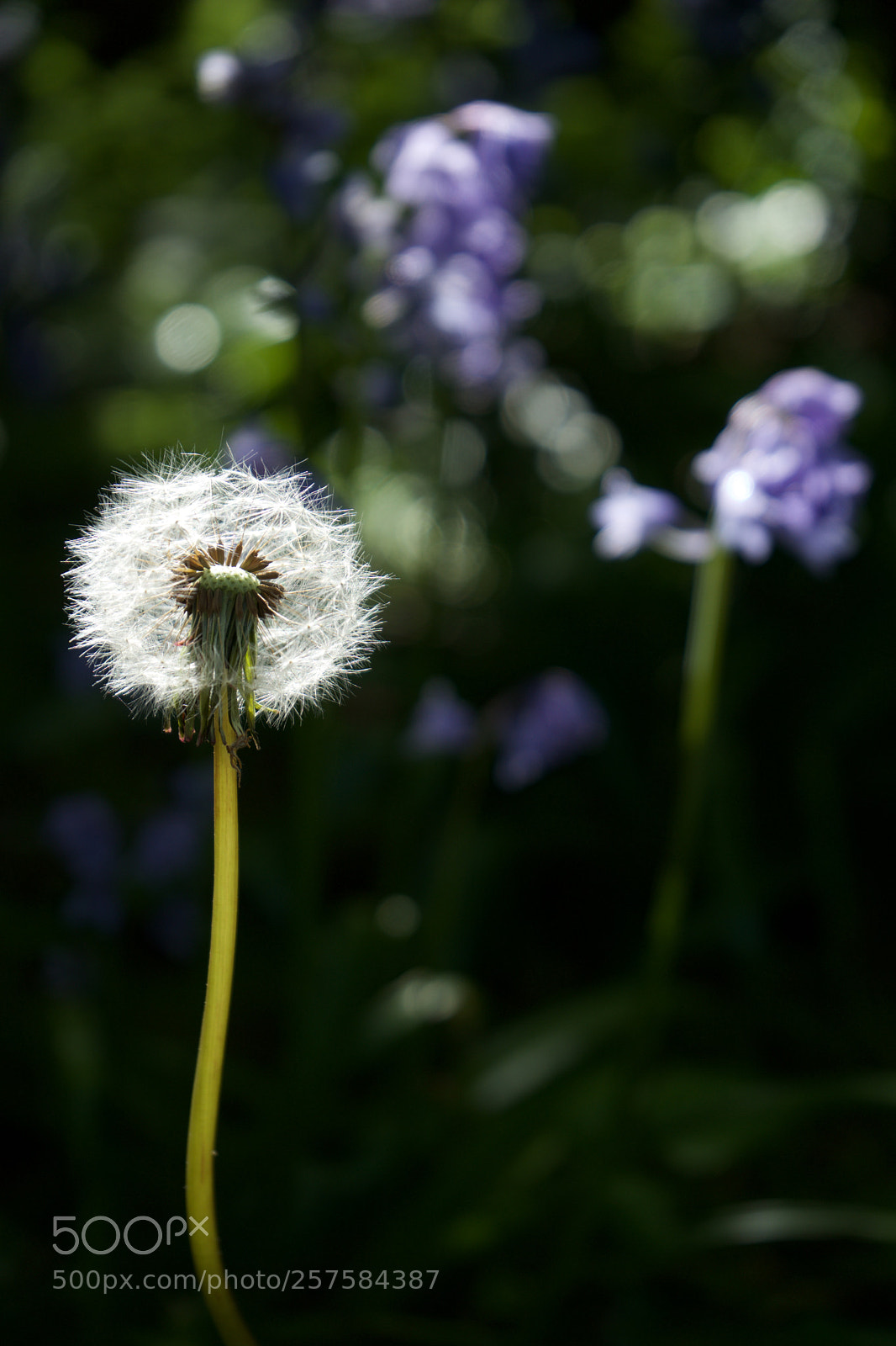 Sony a7 sample photo. Seeds photography