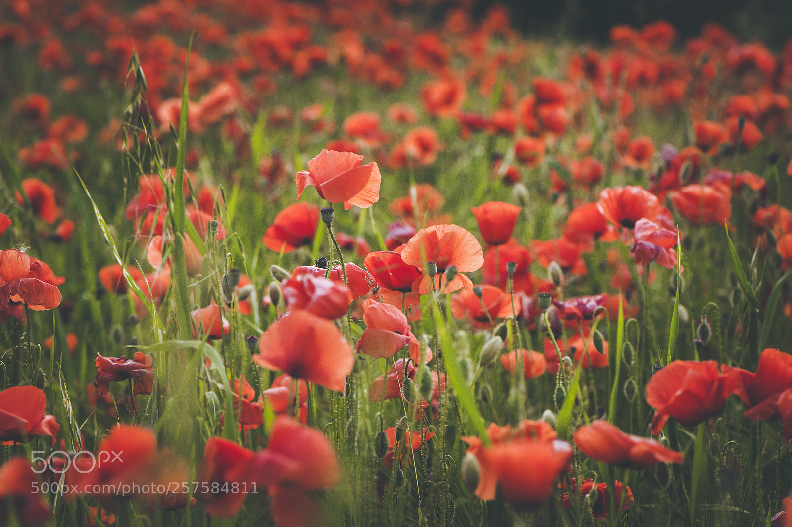 Nikon D700 sample photo. Spring poppies blooming field photography