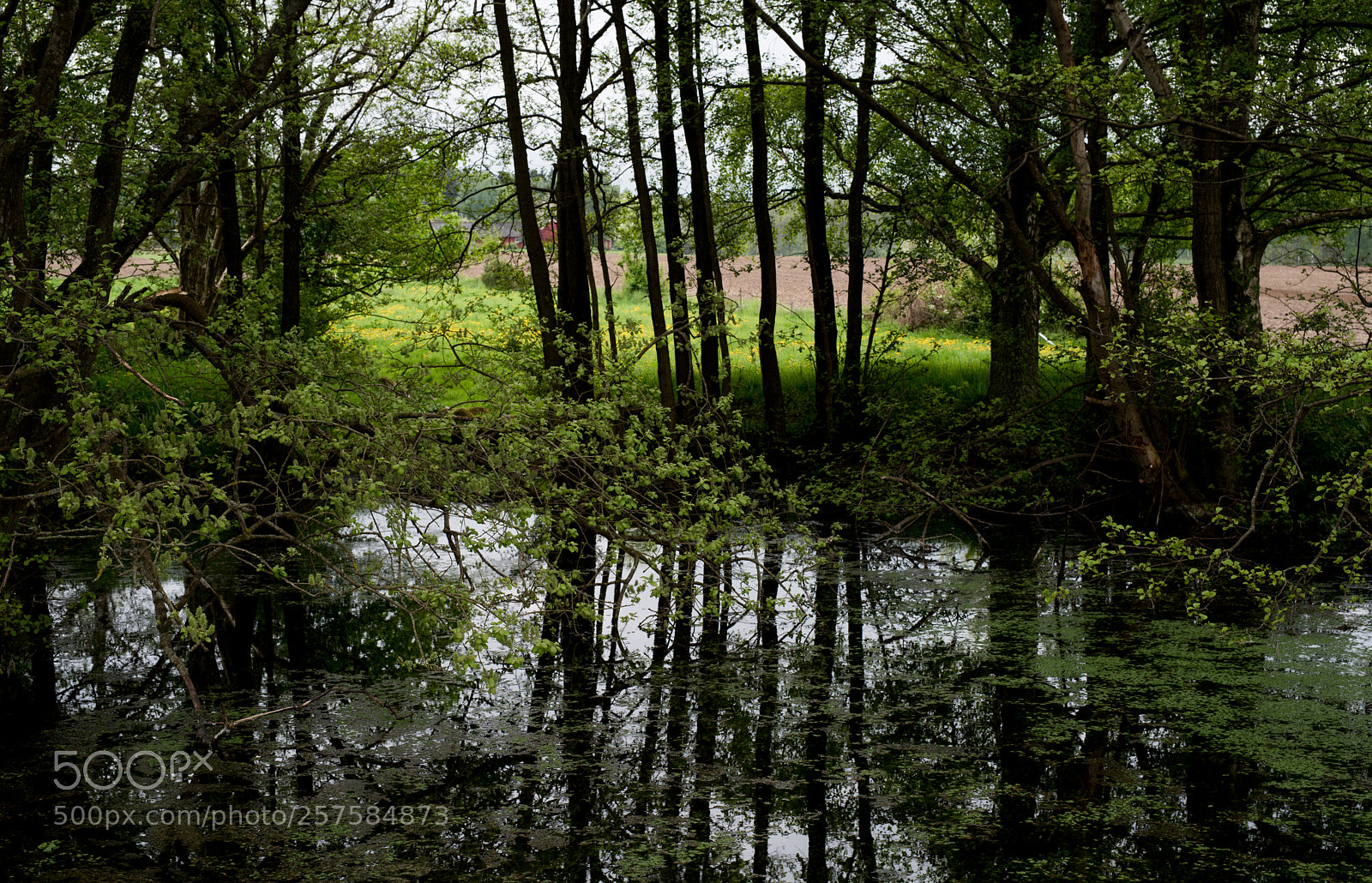 Nikon D750 sample photo. Pond photography