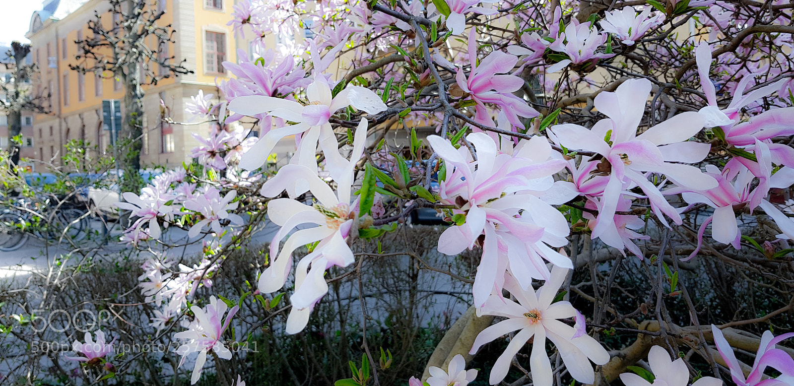 Samsung Galaxy S8 sample photo. Magnolias every where !! photography