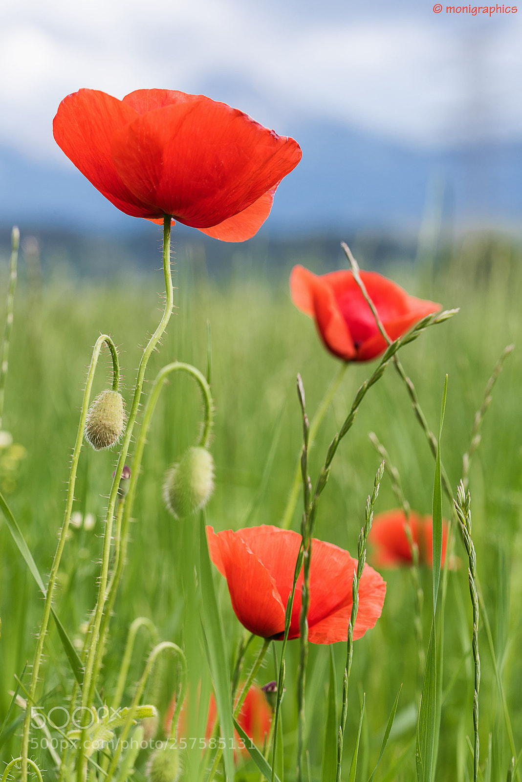Nikon D750 sample photo. Red poppy photography