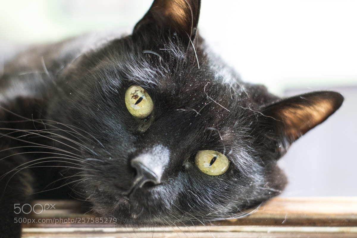 Canon EOS 7D Mark II sample photo. 50mm photography