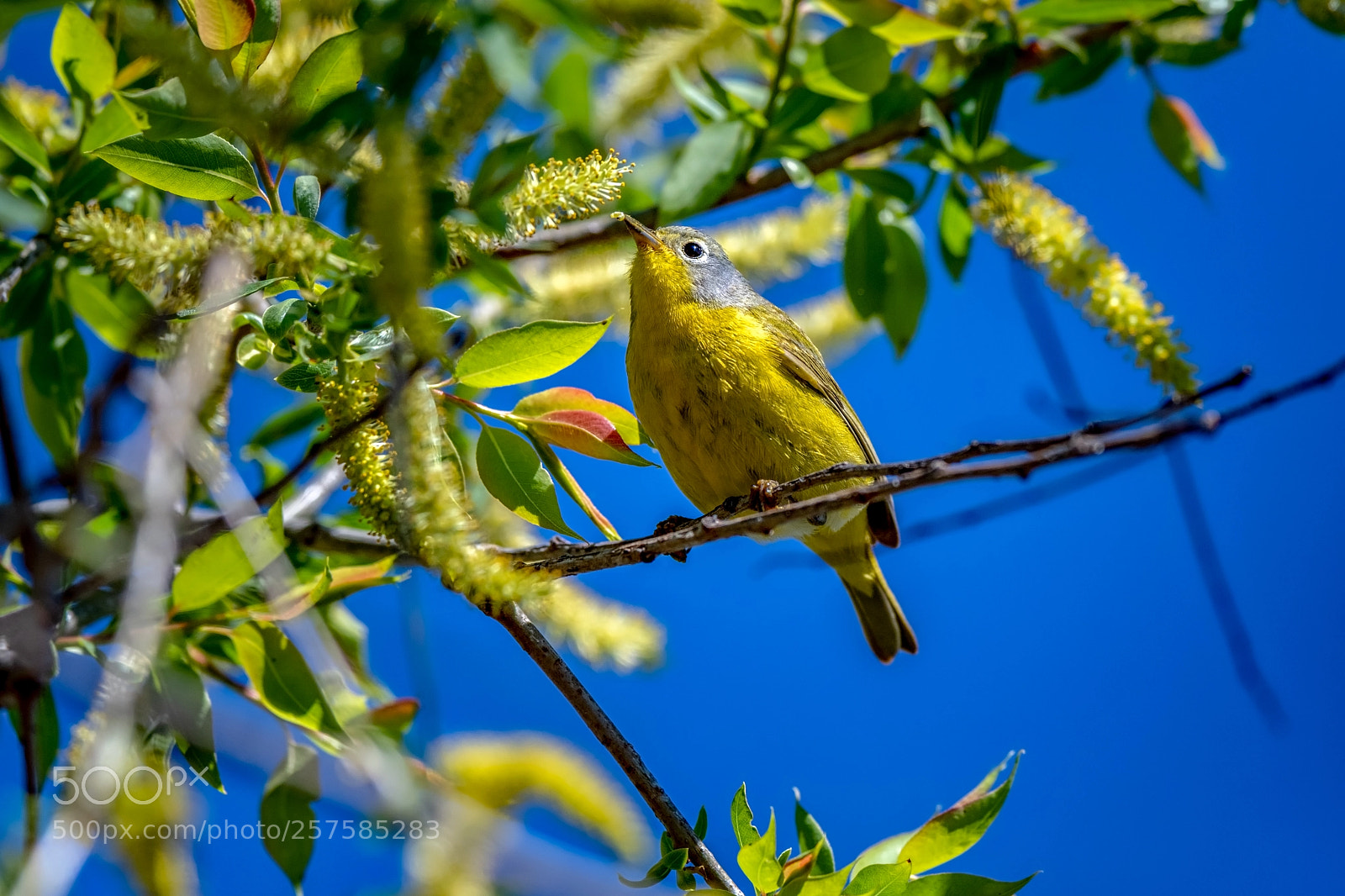 Nikon D500 sample photo. Nashville warbler photography