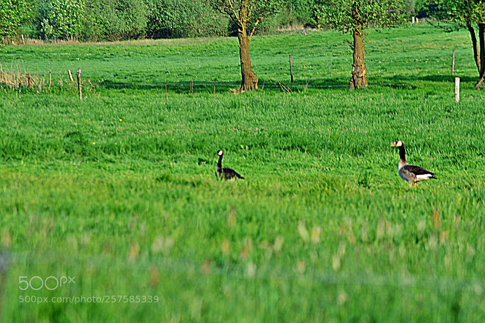 Nikon D5200 sample photo. Gänse photography