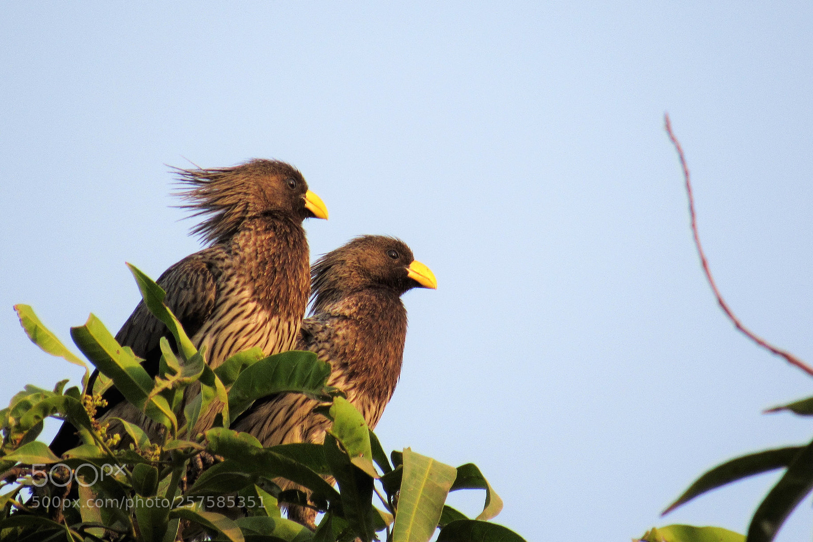 Canon PowerShot SX530 HS sample photo. Western plantain eaters photography