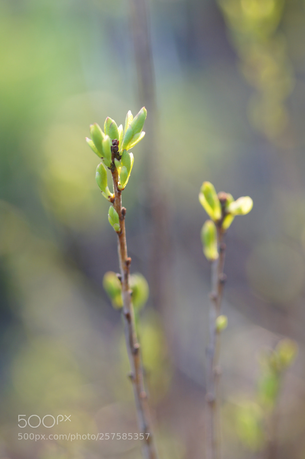 Sony SLT-A58 sample photo. Erste triebe photography