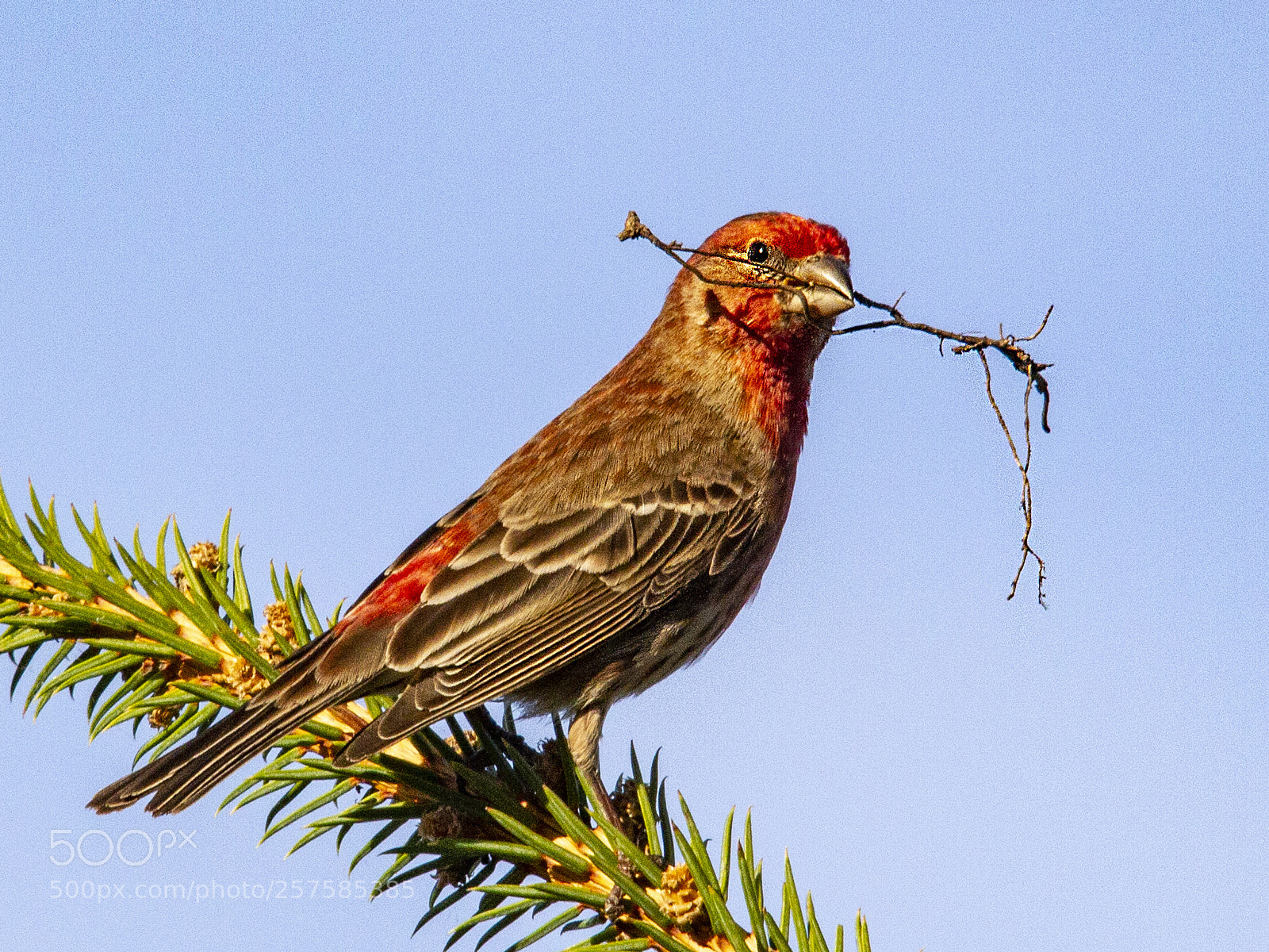 Canon EOS 7D sample photo. Male house finch photography