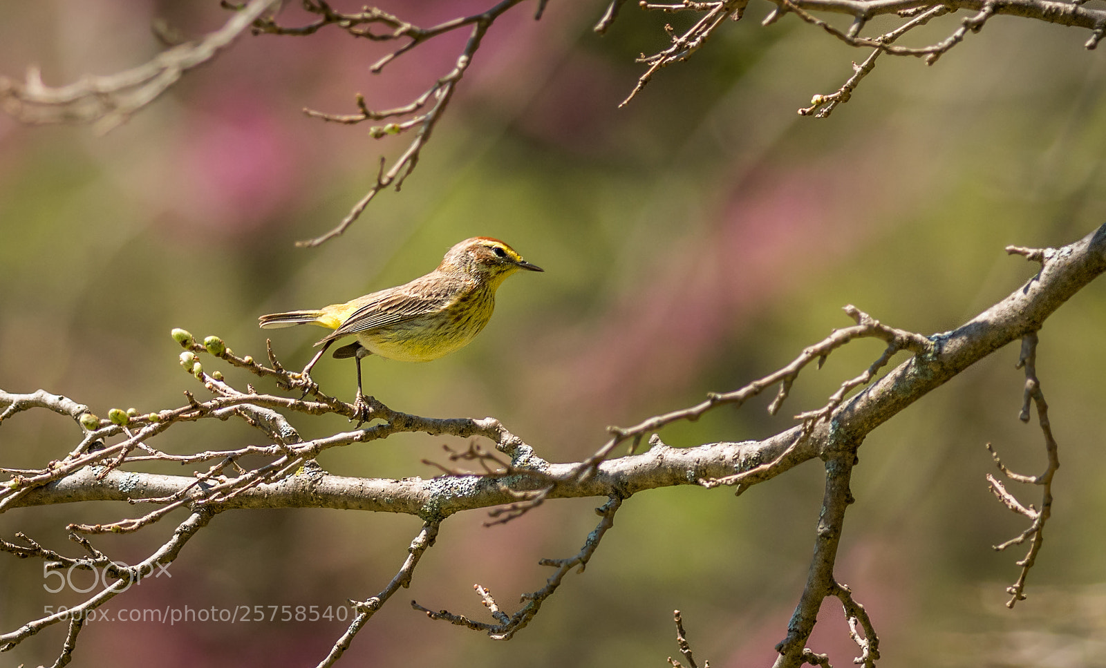 Nikon D500 sample photo. Bird in spring photography
