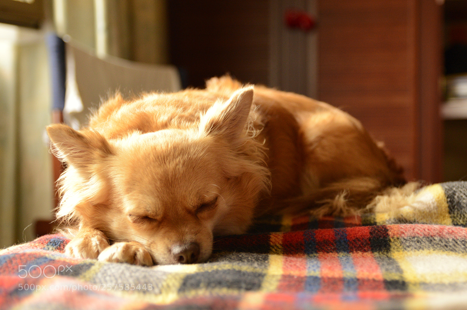 Nikon D3200 sample photo. Taking a napdog photography