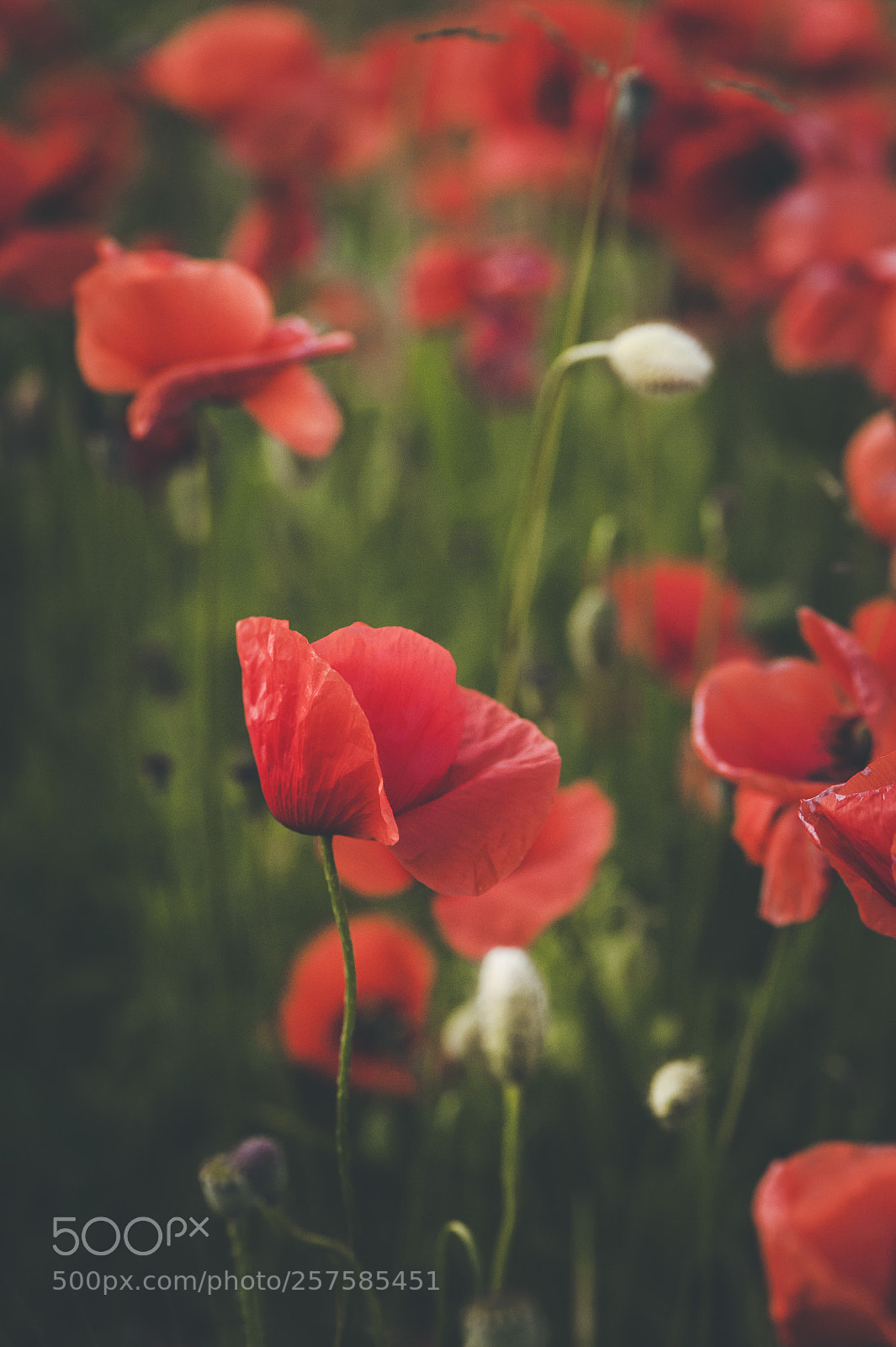 Nikon D700 sample photo. Spring poppies photography