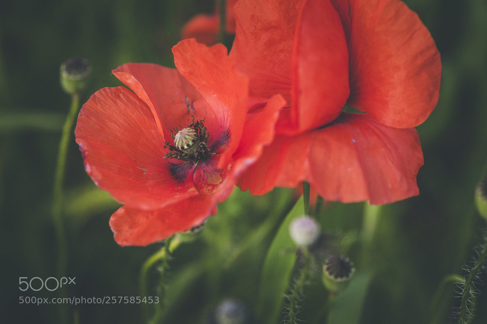 Nikon D700 sample photo. Spring poppies photography