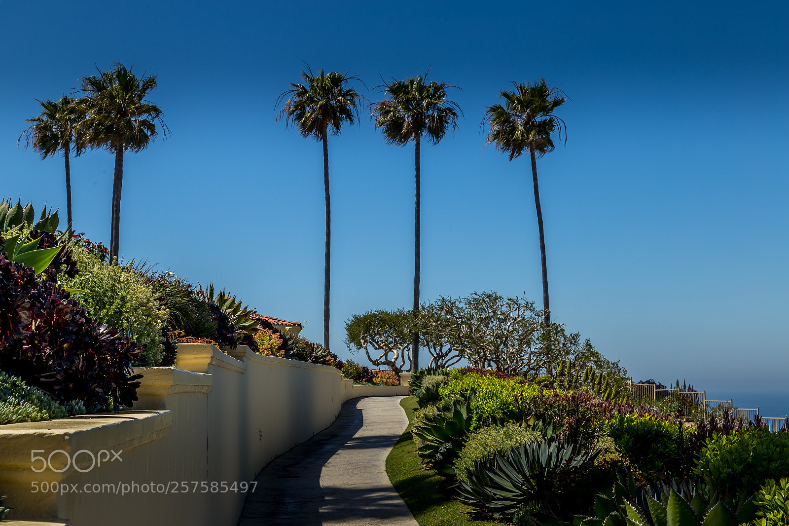 Canon EOS 6D sample photo. The palms! photography