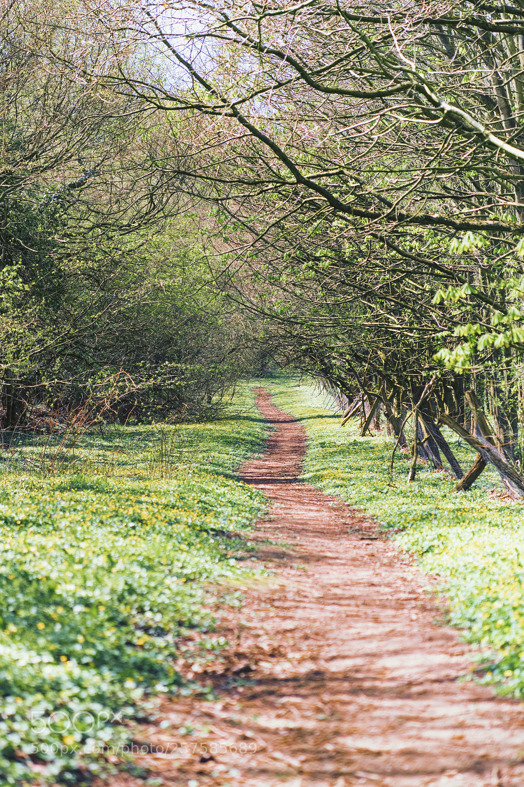 Nikon D850 sample photo. Follow the path photography